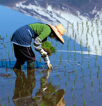A farmer planting rice seedlings by hand in a flooded paddy field