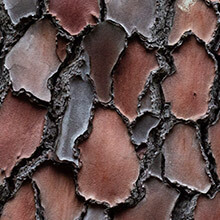 Close-up of maritime pine bark